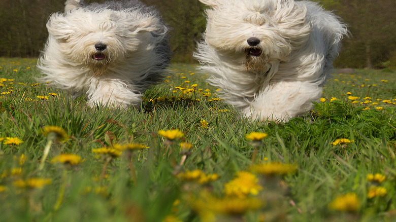 two very shaggy old English sheepdogs running side by side in a field