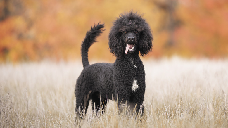 A happy poodle with its tongue out in a fall colored field