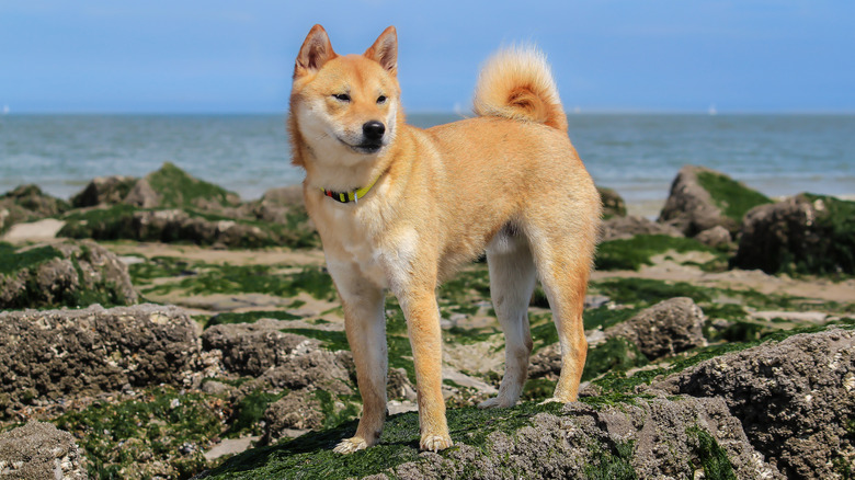 A Shiba Inu standing on rocks beside the ocean