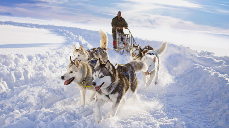 A group of huskies pulling a sled in winter