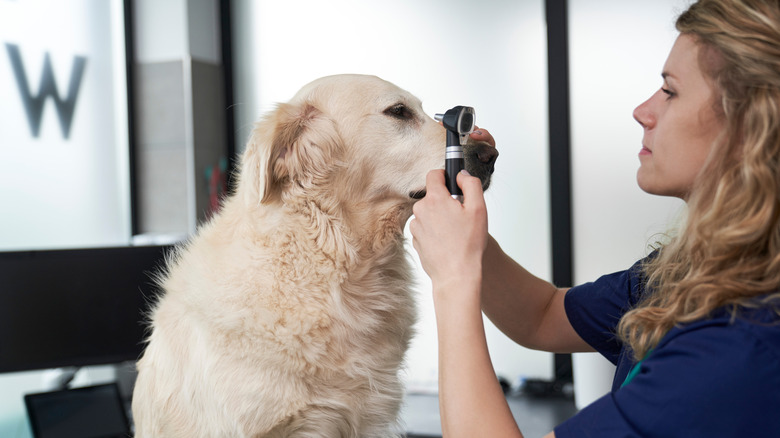 A vet examines a dog's eyes