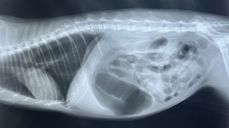 a lateral x-ray of a dog showing signs of bloat (GDV)