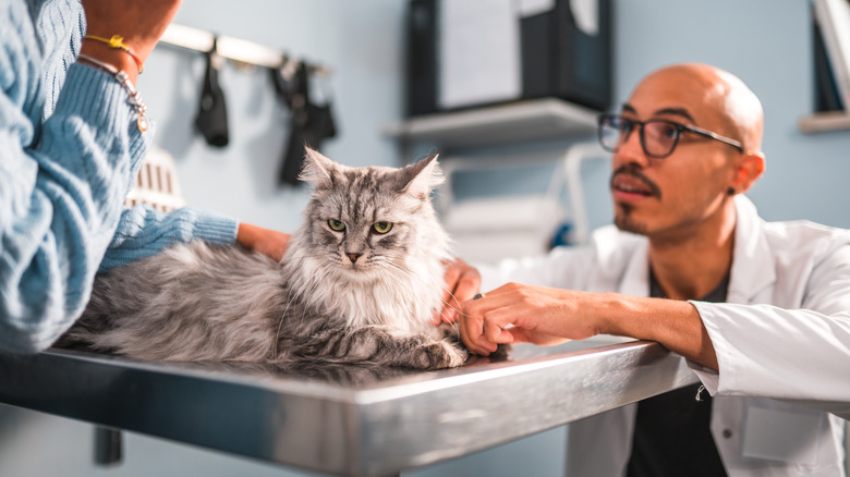 a vet crouches to check on the leg of a white and gray long haired cat