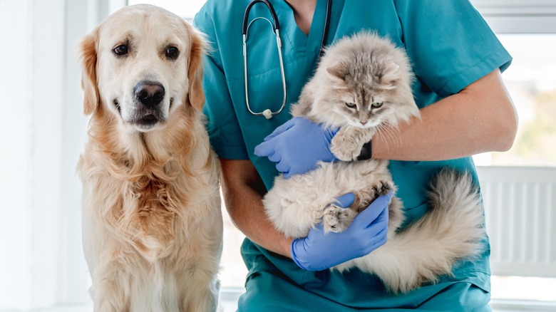 a happy looking golden retriever with a long hair cat being held by a vet