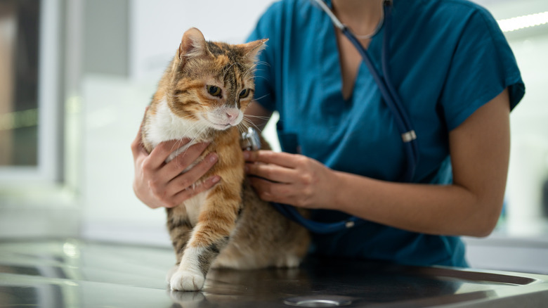 A vet examines a calico cat using a stethoscope against its lungs