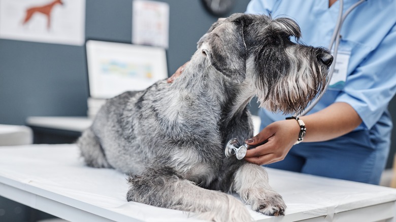 A vet checks the heart rate of a white and grey schnauzer