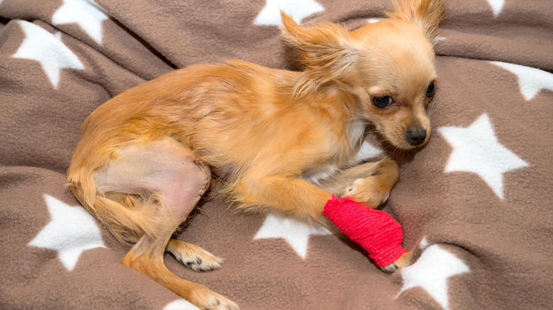 a small dog recovering from Patellar luxation surgery, shaved, bandaged and laying on a blanket