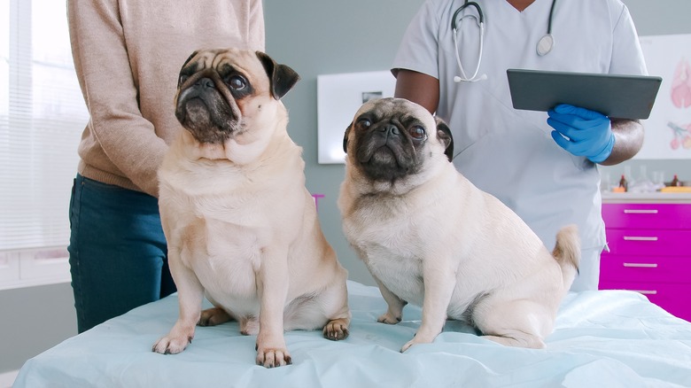 two pugs at the vet office, standing side by side with owner and vet