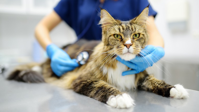 A maine coon cat being examined at the vet with its head held and a stethoscope on its side