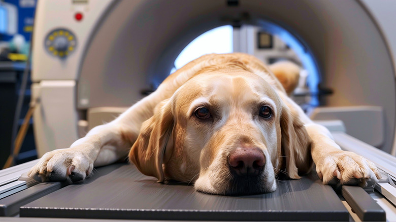 A dog in an MRI scanner