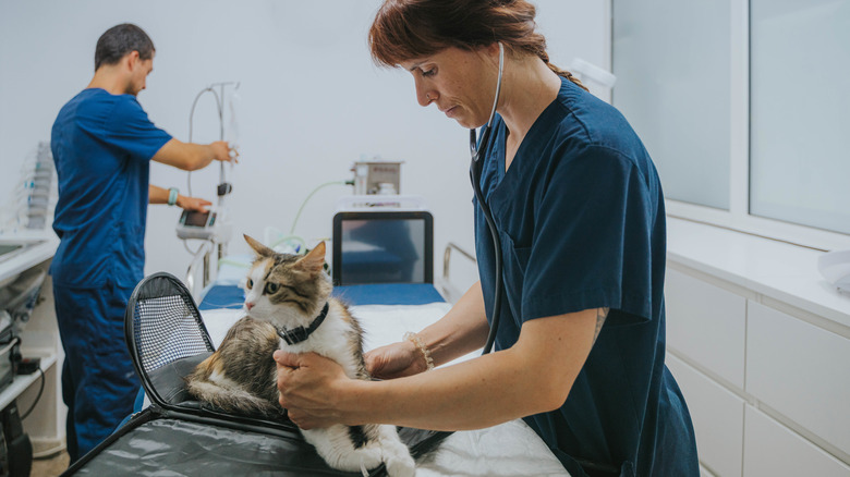 two vets in a room one of them is holding a cat and listening to its heart