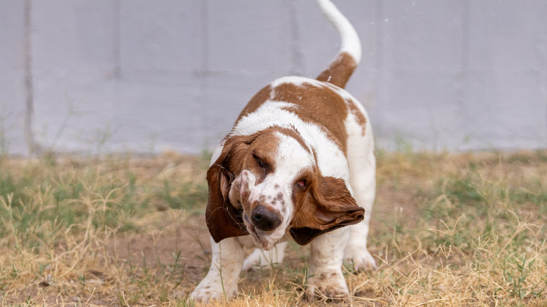 A Basset Hound caught mid shake, showing a silly expression