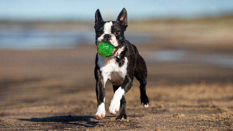 A wet and happy Boston terrier running on the beach with a ball in its mouth