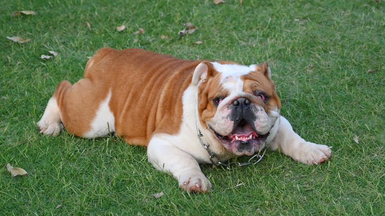 A tired bulldog laying down in a grass field