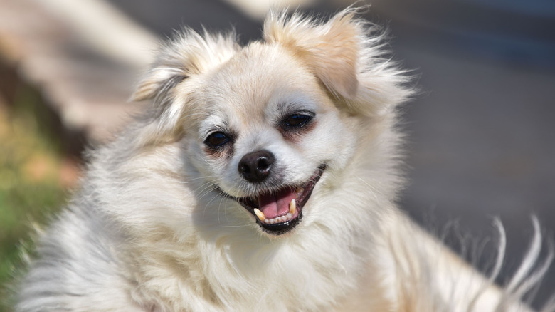 A close up shot of a Chihuahua that is smiling