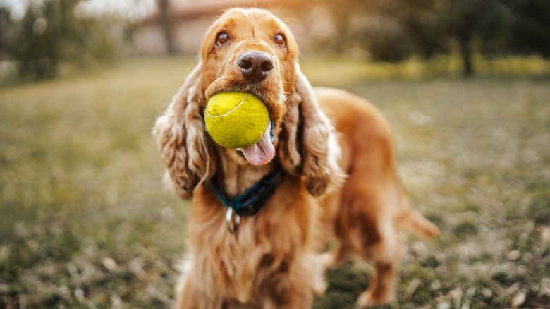 A cocker spaniel playing outside with a ball in its mouth