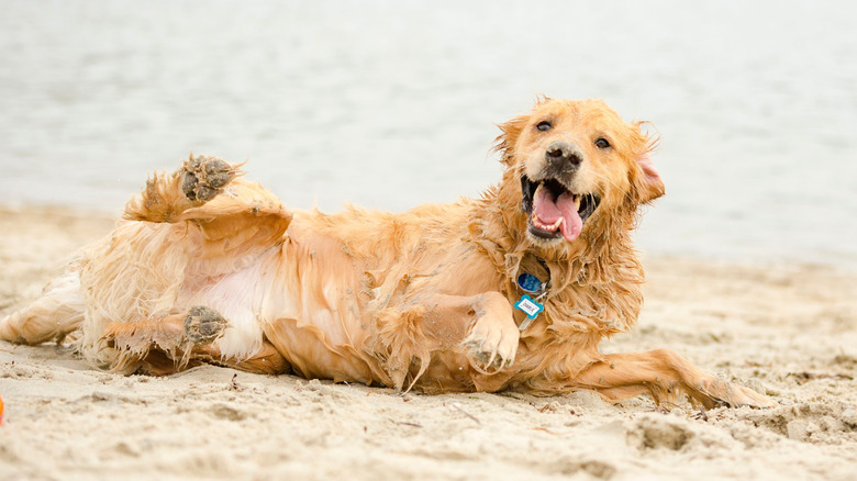 A happy golden retriever who is wet and getting dirty on the beach