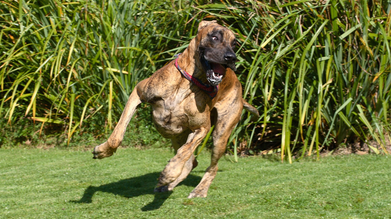 a brown great dane happily playing outside caught in a mid jump