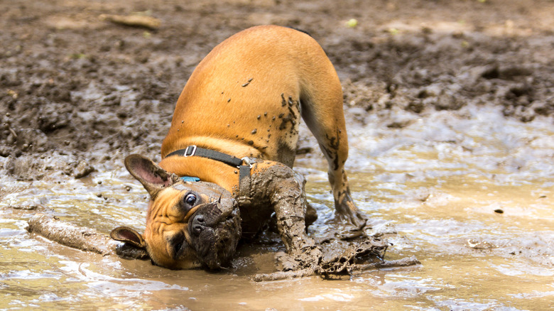 A French bulldog playing in a muddy puddle