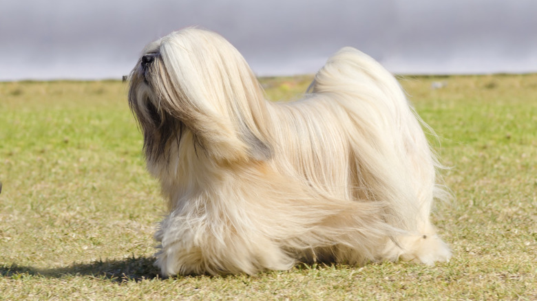 A Lhasa Apso with long hair walks across the grass outside