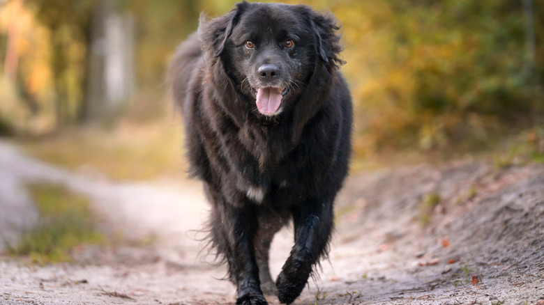 A happy newfoundland dog walking down a trail