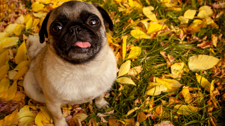 a pug with its tongue sticking out, sitting on grass and leaves