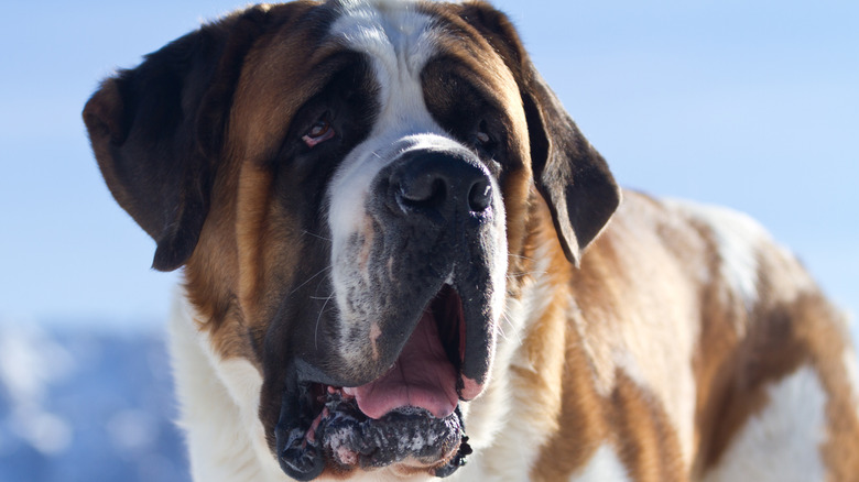 close up of a Saint Bernard showing its big open mouth