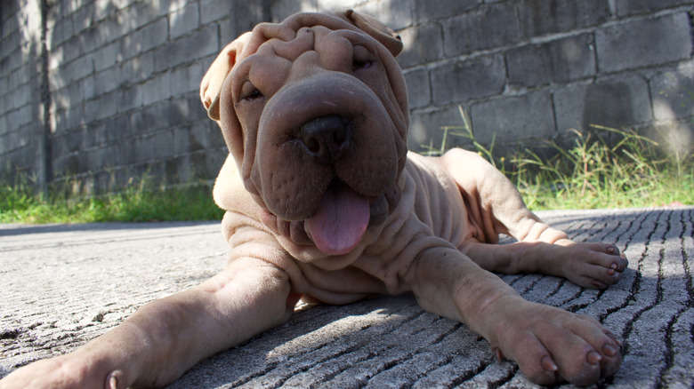 A Shar-pei puppy with its mouth open lying on the ground outisde