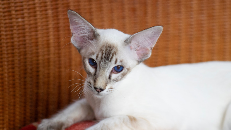 A blue-eyed Balinese cat lounging.