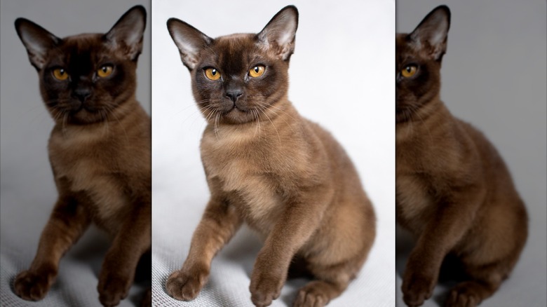 A Burmese kitten with amber eyes.