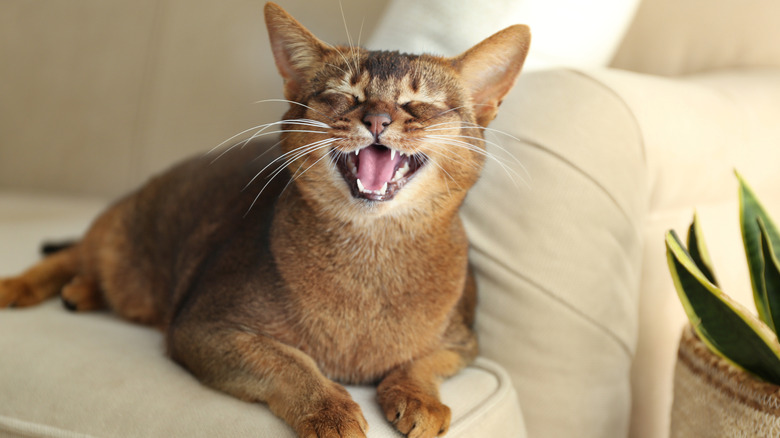 An Abyssinian cat meowing.