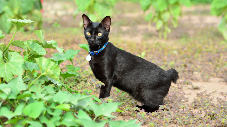 A Japanese bobtail cat outdoors.