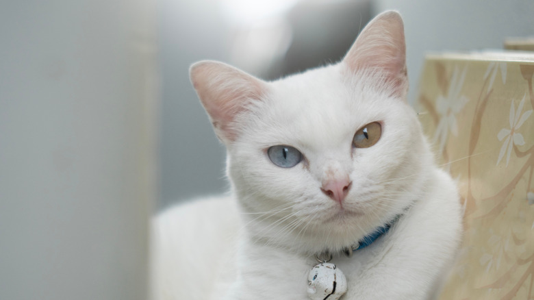 A khao manee with two different-colored eyes.