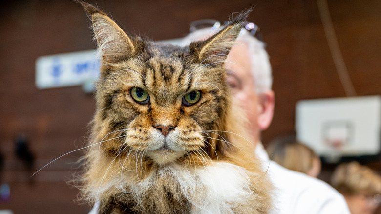 The face of a Maine coon.