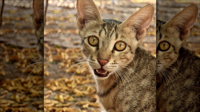 An ocicat meowing.