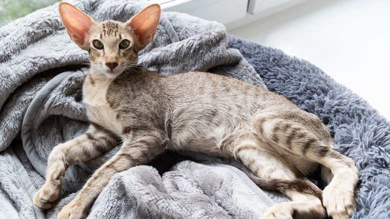 An Oriental shorthair cat in its bed.