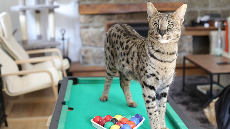 A savannah cat on a pool table.