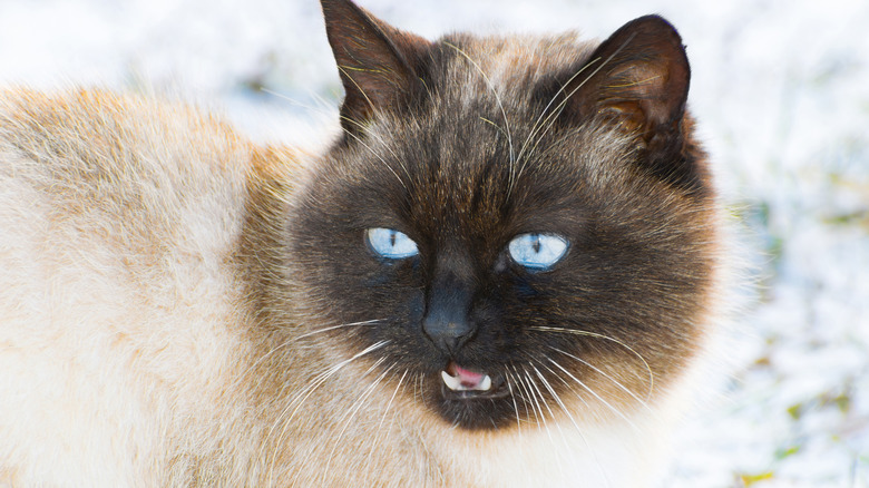 A Siamese cat mid-meow.