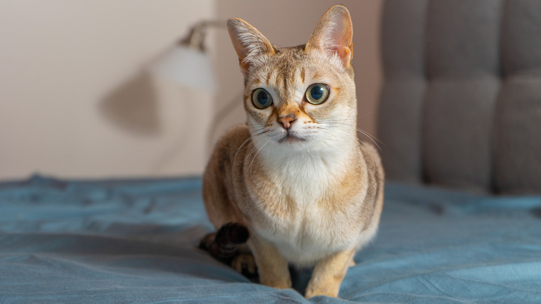 A Singapura cat on a bed.