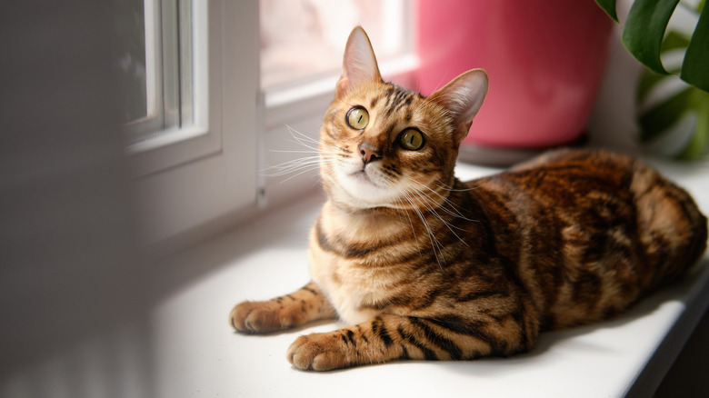 A Bengal cat on a windowsill.