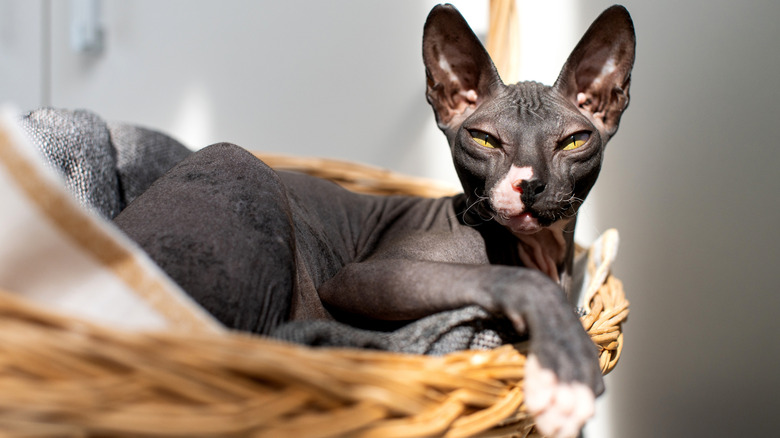 A sphynx cat relaxing.