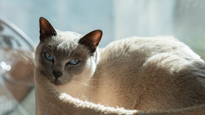 A Tokinese cat in their bed.