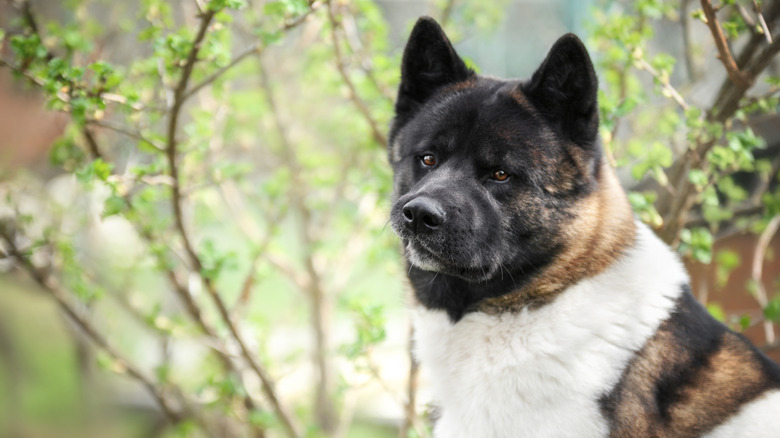 A brindle akita in a forest.