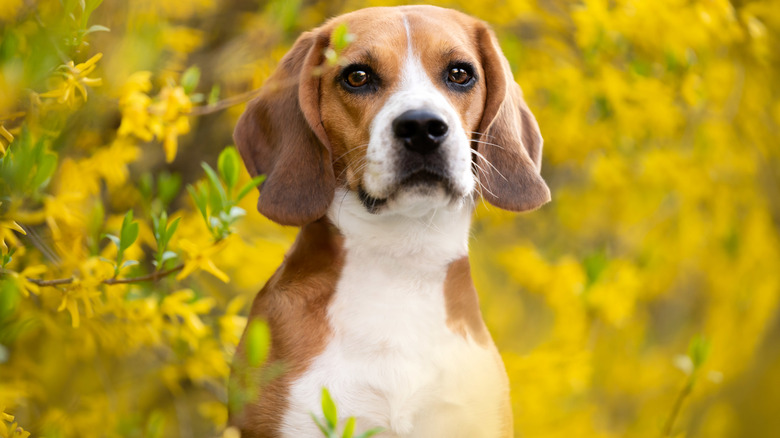 A beagle in front of yellow flowers.