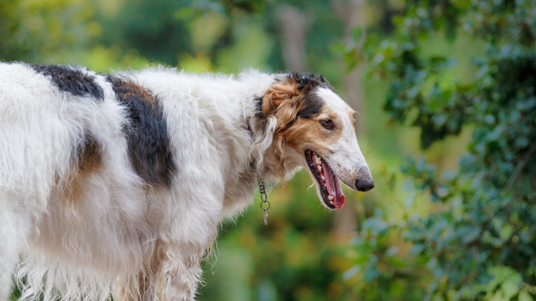 A borzoi against a leafy background.