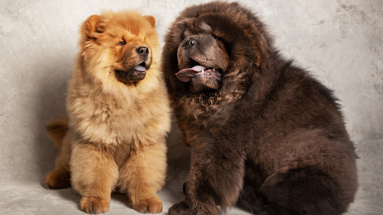 Two chow chow puppies.