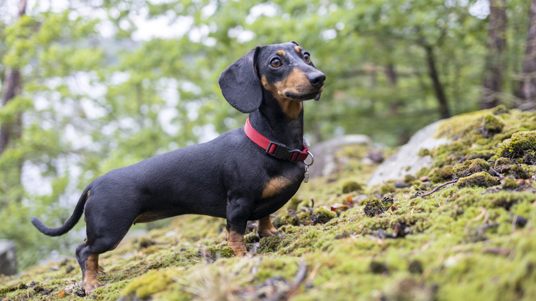 A dachshund hunting in a forest.