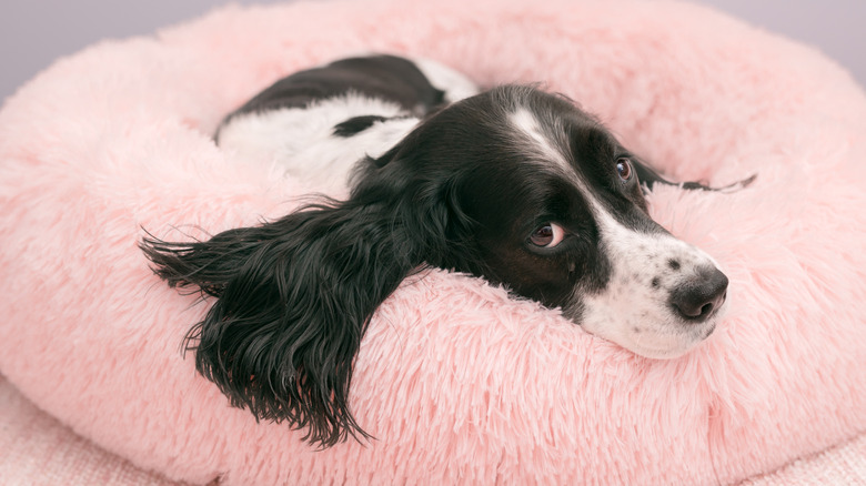 An English springer spaniel lying in a pink dog bed