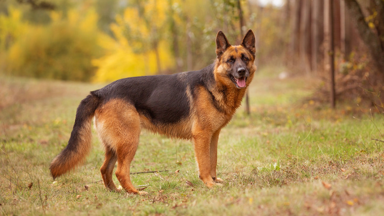 A German shepherd at a park.