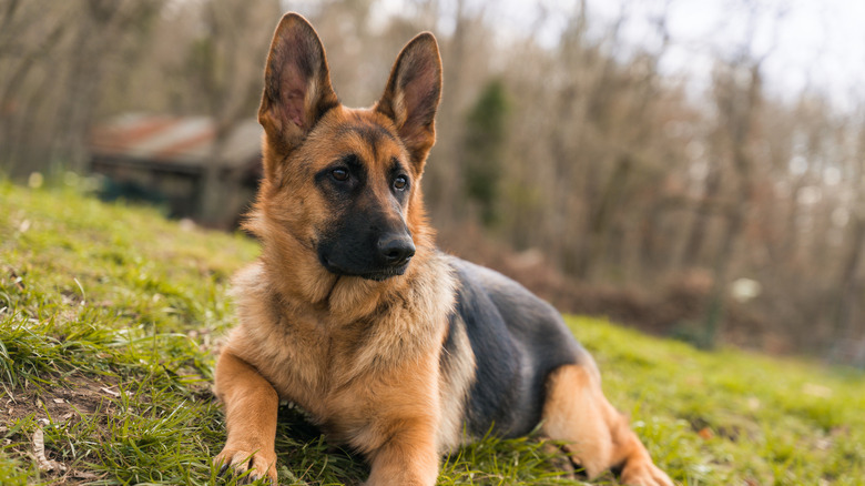 A German shepherd lying in the grass.